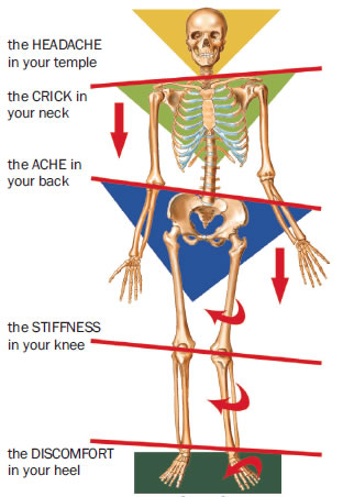 orthodics-skeleton